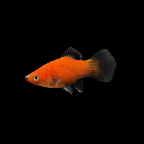 Red Wag Platy Xiphophorus Maculatus Tropical Fish