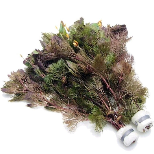 Cabomba Aquatica Bunch Live Aquarium Aquatic Plant Tropical Fish