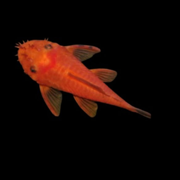 Super Red Bristlenose Pleco 2.5-3cm Tropical Fish