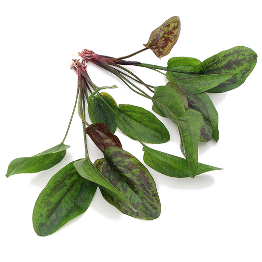 X2 Echinodorus Chocolate Marble Live Aquarium Plants Tropical Aquascaping