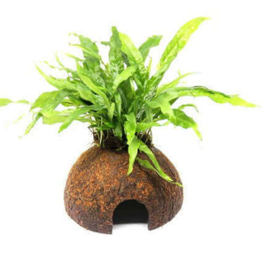 JAVA FERN PETITE ON COCONUT SHELL, PLECO CAVE, SHRIMP SAFE AQUARIUM Ornament