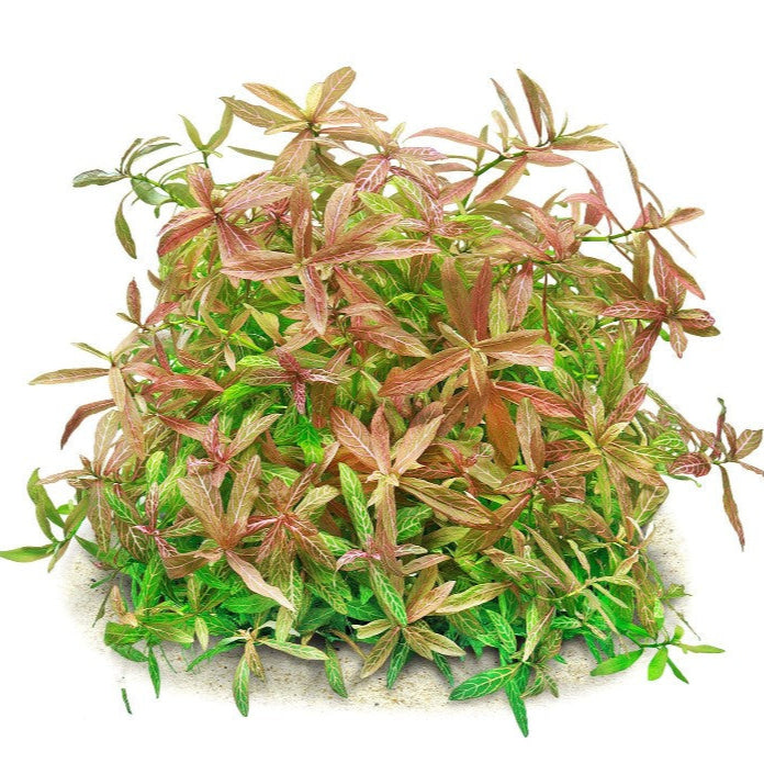 Hygrophila polysperma Rosanervig Sunset Live Aquarium Plants Tropical
