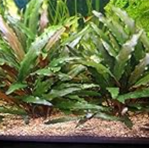 Cryptocoryne beckettii Petchii Live Aquarium Plants Tropical Aquascaping