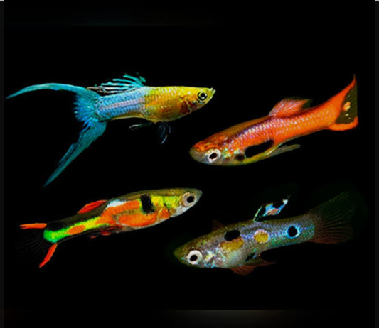 Endler Guppies Mixed Males Tropical Fish Picked At Random