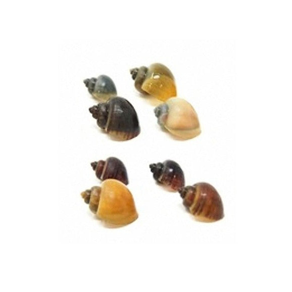 X4 Purple/Magenta/Blue/Ivory/Jade/Gold Picked at Random Mystery Snails Tropical Snails