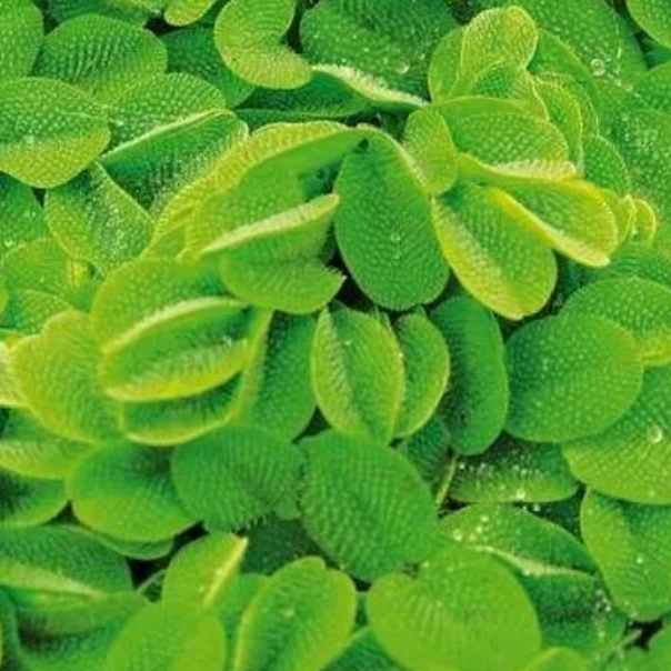 Water Spangles - Salvinia Natans Floating Aquarium Tropical Plant Shrimp Safe