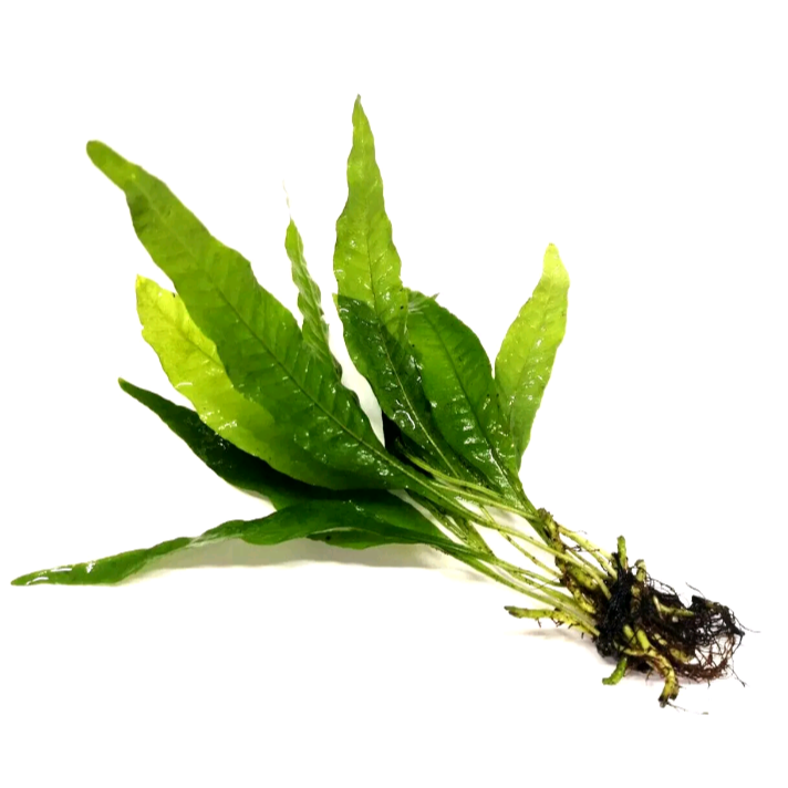 X3 Java Fern (Microsorum Pteropus) live aquarium Plant
