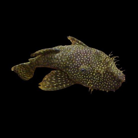X1 Bristlenose Pleco Young Sub Male 4-5cm - Topical Fish