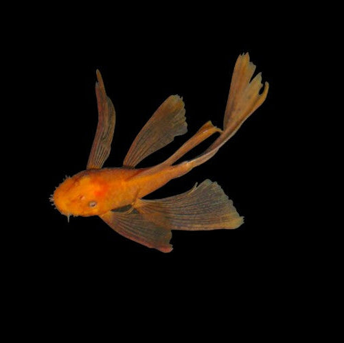 Super Red Long Fin Bristlenose Pleco X1 Sub Male Tropical Fish