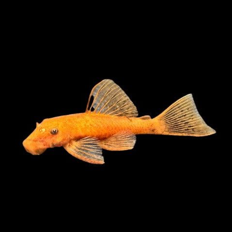 1 x Super Red Bristlenose Pleco Young Female 5-6cm - Topical Fish