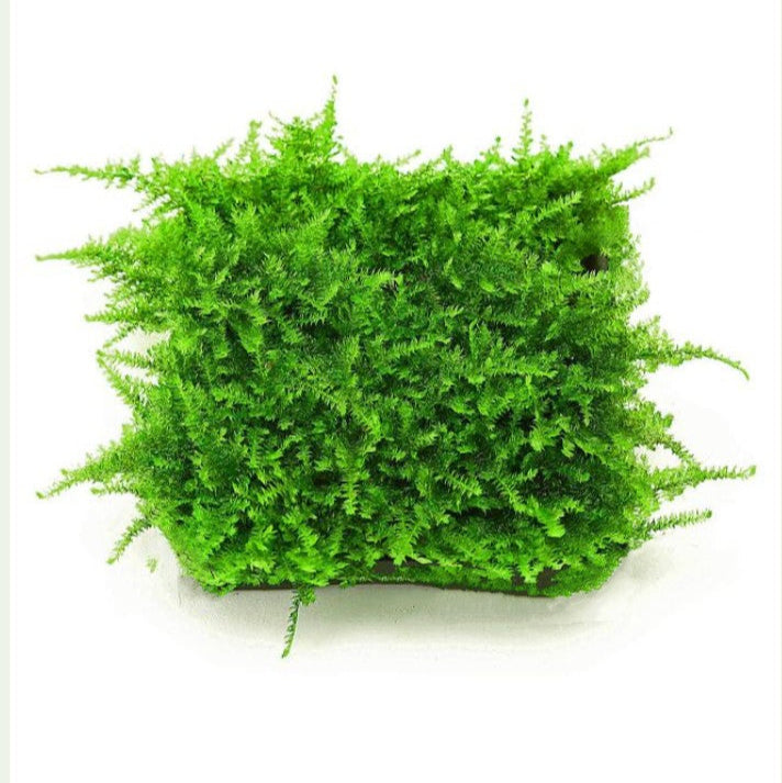 10g Christmas Moss Live Aquarium Plants for Shrimp Fish Nano Terrarium