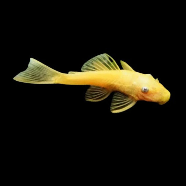 X1 Blue Eyed Lemon Bristlenose Pleco 3-4cm Tropical Fish
