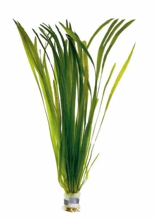 10x Vallisneria Spiralis "Straight " Vallis Live Aquarium Aquatic Plants