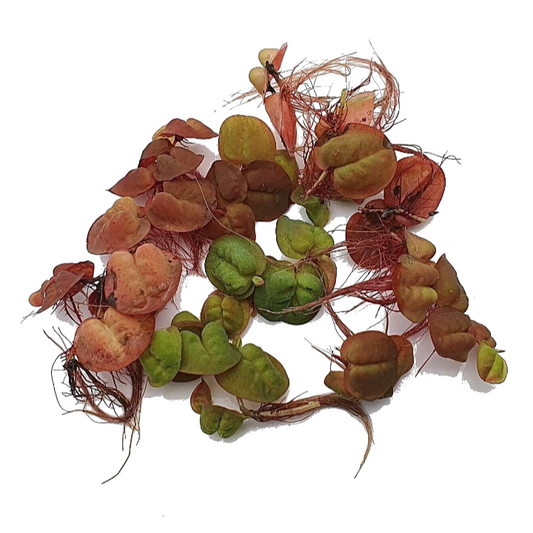 Red Root Floater Phyllanthus Fluitans Floating Live Aquarium Plants