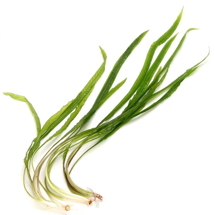 3x Cryptocoryne Balansae Live Aquarium Plants Tropical Aquascaping Tank