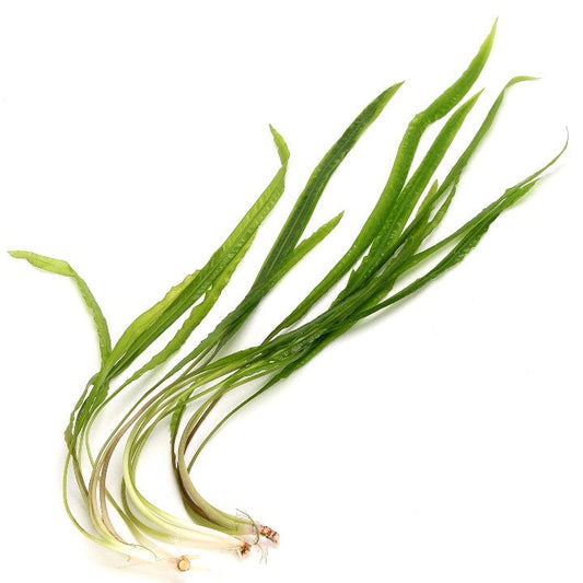 3x Cryptocoryne Balansae Live Aquarium Plants Tropical Aquascaping Tank