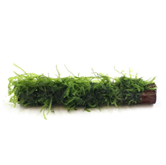 Java Moss On Colla Wood- Bogwood -  live aquarium plant coldwater or tropical 10-15cm