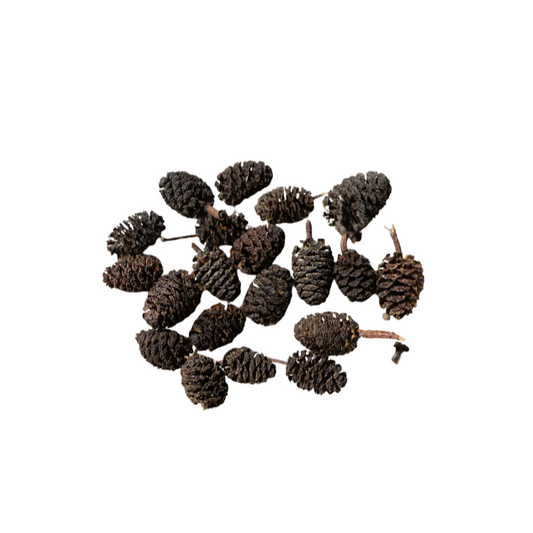 Alder Cones 20 Grams / Approx 70 - 100 cones  Aquarium botanical Shrimp Hide