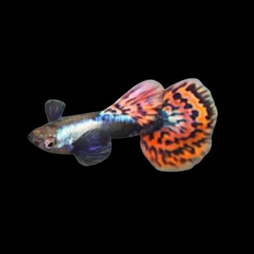 Platinum Red Dumbo Mosaic Big Ear Guppies Young Breeding Pair Tropical Fish