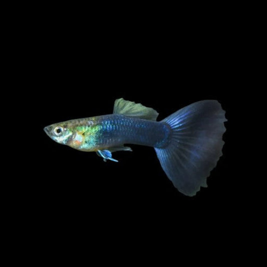 Half Blue Black Guppies Young Breeding Pair - Tropical Fish