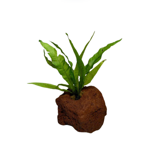 Java Fern on Lava Rock - Tropical Water Live Aquarium Plants