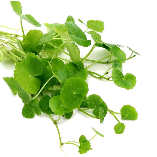 Hydrocotyle Leucocephala Brazilian Pennywort Live Aquarium Plant Tropical