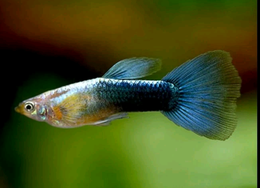 Neon Blue Guppies Breeding Pairs TROPICAL FISH