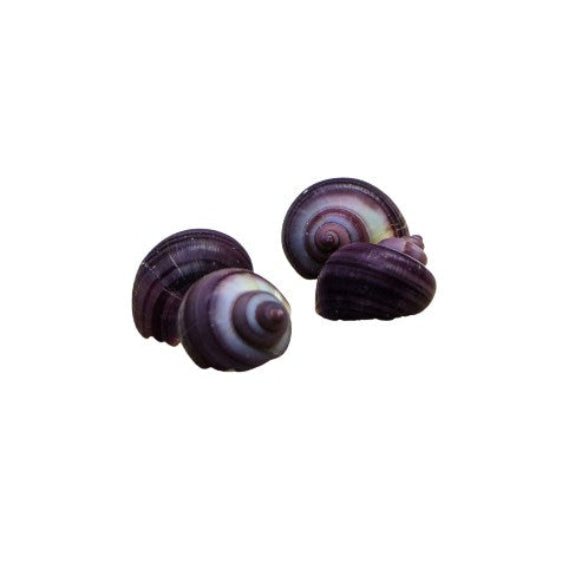 X1 Purple Mystery Small Size Snails Tropical