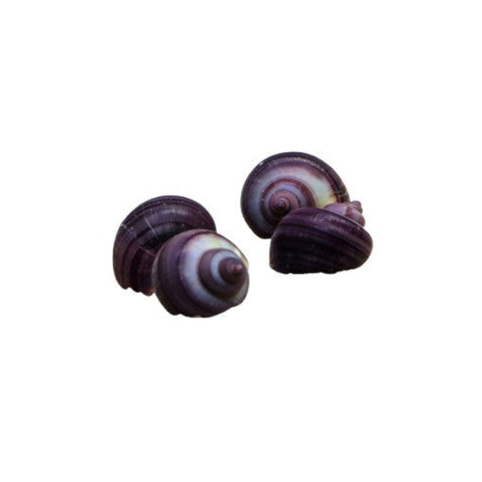X1 Purple Mystery Small Size Snails Tropical