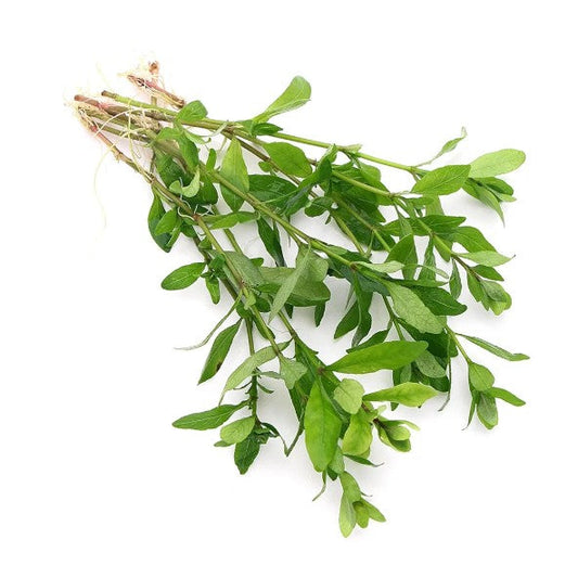 Hygrophila Polysperma Live Aquarium Plants Tropical Aquascaping Tank