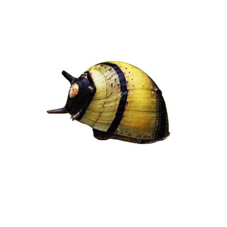 2X BUMBLEBEE NERITE SNAILS CLITHON DIADEMA - ALGAE EATER - AQUARIUM SNAILS