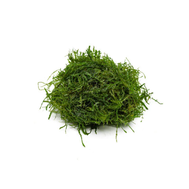 Peacock Moss (Taxiphyllum sp.) - Lush Green Aquascaping Moss for Aquarium 10g