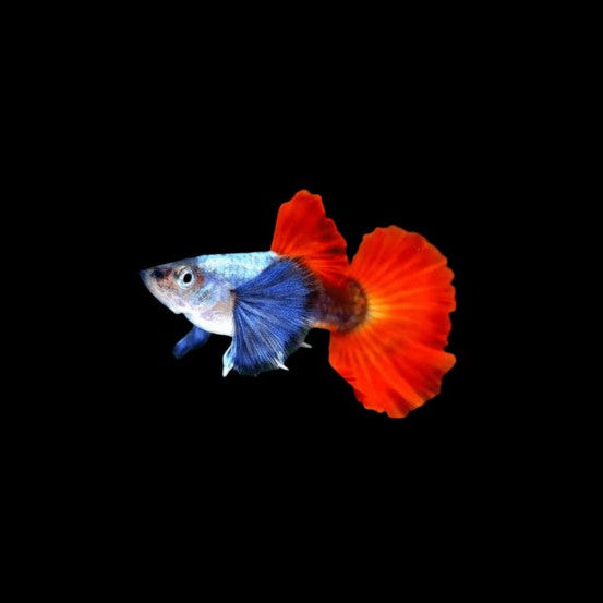 Platinum Dumbo Ear Guppies Breeding Pairs TROPICAL FISH