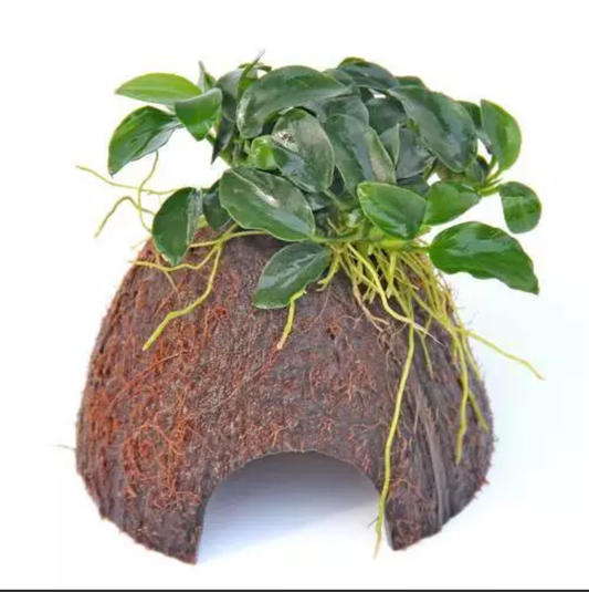 ANUBIAS NANA PETITE ON COCONUT SHELL, PLECO CAVE, SHRIMP SAFE AQUARIUM Ornament