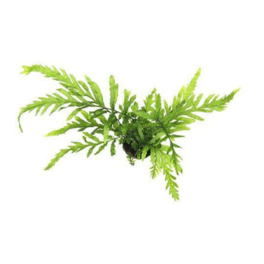 X5 Bolbitis Heudelotii - Live African Fern for Aquariums - Easy Care