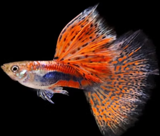 Red/Blue GRASS GUPPIES YOUNG BREEDING PAIR TROPICAL FISH
