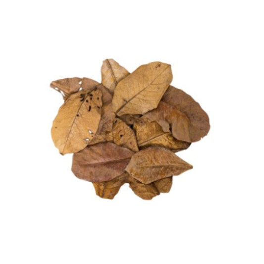 X10 Premium Indian Almond Leaves (Catappa) 10-15cm Blackwater Aquarium