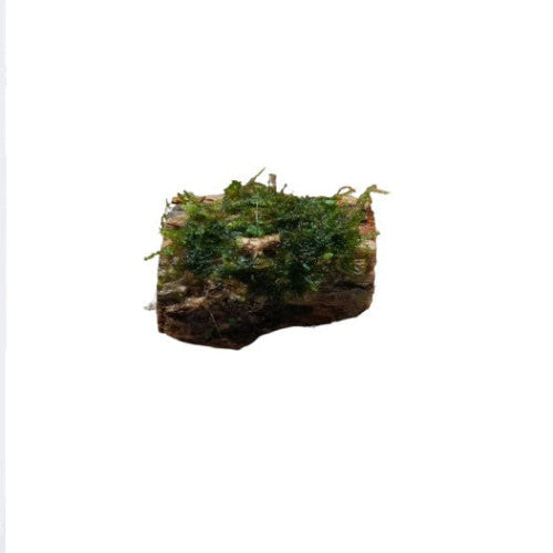 X1 Assorted Moss On Colla Wood Stump - Bogwood - Live aquarium plant Tropical Shrimp 6-10cm