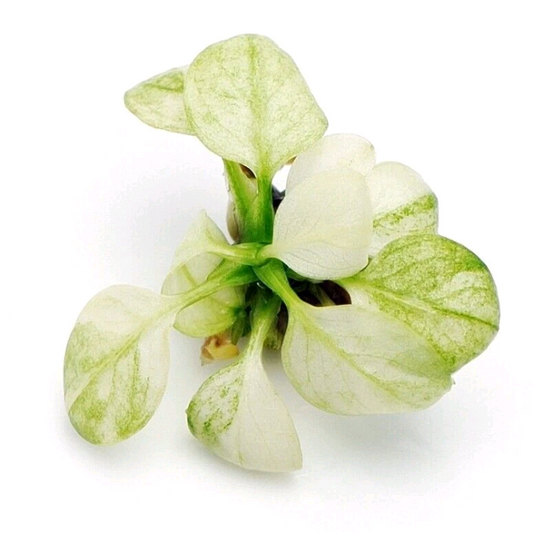 Anubias Snow White In Vitro Live Aquarium Plants Tropical