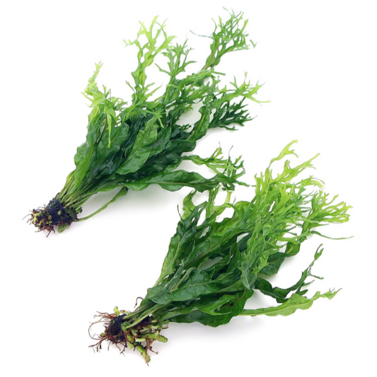 X3 Microsorum Windelov Live Aquarium Plants Tropical Aquascaping Tank