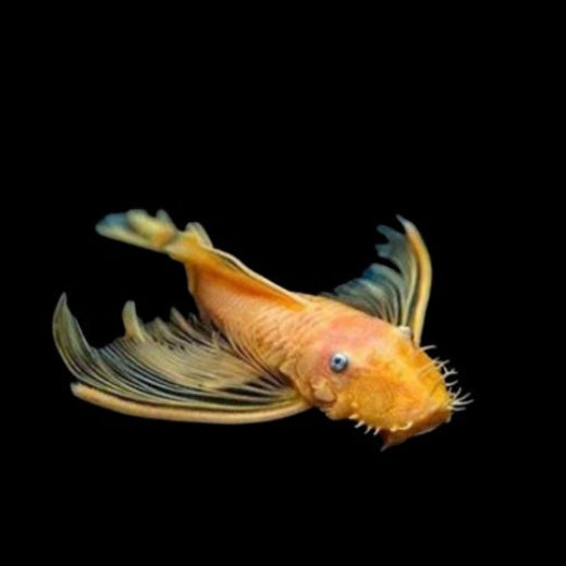 Young Male Long fin Blue eye Lemon Bristlenose Tropical Fish