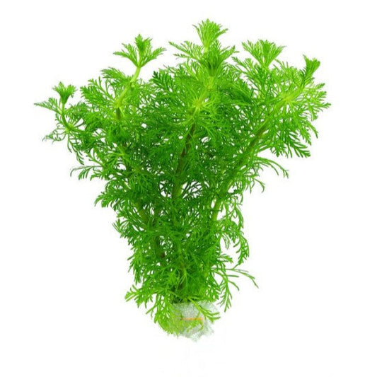 X10 Limnophila sessiliflora Live Aquatic Aquarium Plants Tropical Ambulia Stems