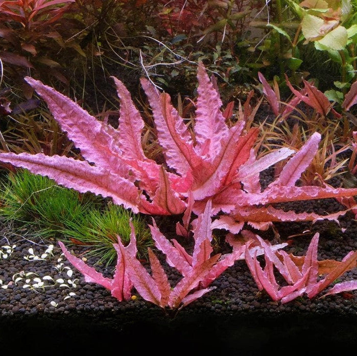 Cryptocoryne Flamingo Live Aquarium Plants Tropical Aquascaping