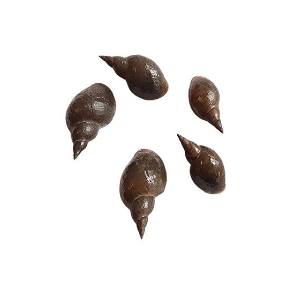 X20 Mixed Tropical Aquarium Snails  -Various Sizes Algae Eater