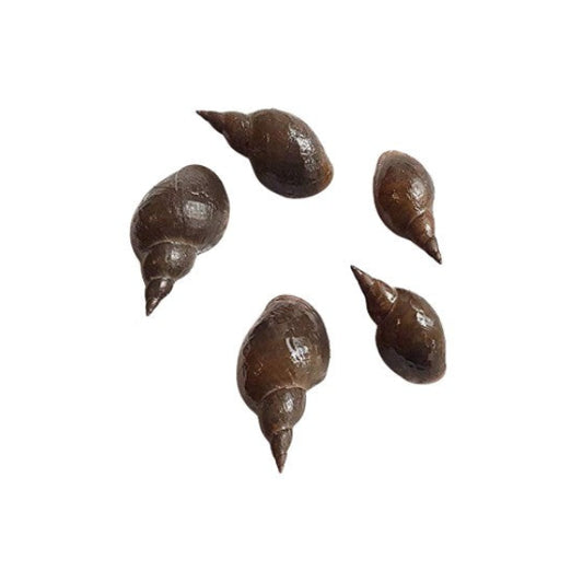 X20 Mixed Tropical Aquarium Snails  -Various Sizes Algae Eater