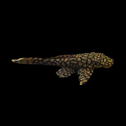 Honeycomb Bristlenose Pleco Ancistrus catfish 3-4cm Young Tropical Fish