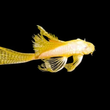 Albino Bristlenose Pleco Longfin Young 3-4cm Tropical Fish