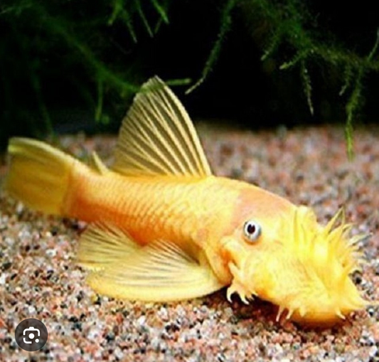Lemon Bristlenose Pleco Young Male Tropical Fish