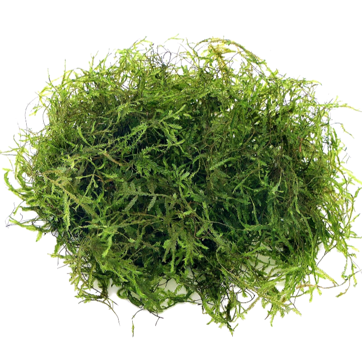 Taiwan Moss Taxiphyllum Alternas Live Aquarium Plants Tropical 10g