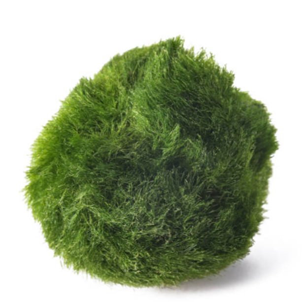 2 Giant Japanese Marimo Moss Balls 5cm Live Aquarium Plant Shrimp Java
